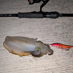 朝マズメの短時間勝負